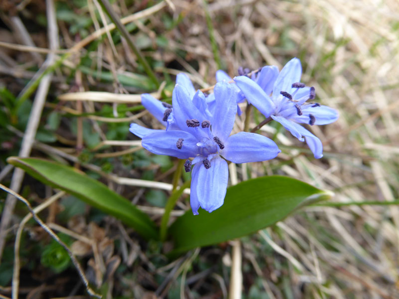 Scilla bifolia - Aspargaceae